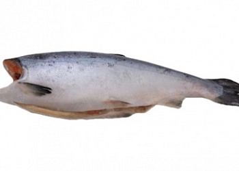 Кижуч потрошеный без головы 4,1+кг Premium, Чили