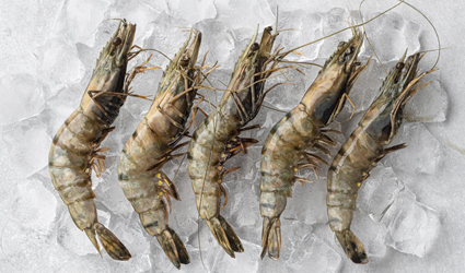 Креветки тигровые