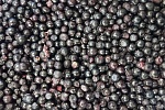 Черника 10кг