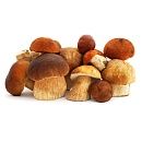 Грибы Белые целые отборные шляпка 1-5 см, 5кг