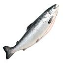 Семга потрошеная с головой 6-7кг Premium, Чили зам.