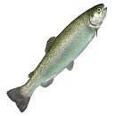 Форель радужная потрошеная с головой 250-300г, 5кг Турция зам.