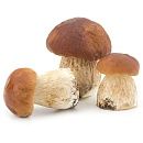 Грибы Белые целые отборные шляпка 4-6 см, 7кг