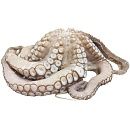 Осьминоги 3,0+ кг, Индонезия