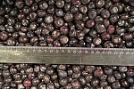 Черника 10кг, Китай