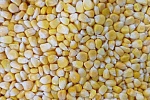 Кукуруза зерно 10 кг, Индия